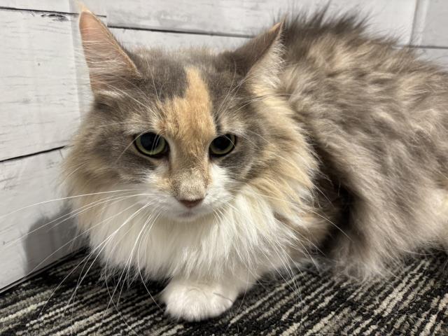 ノルウェージャン・フォレストキャット