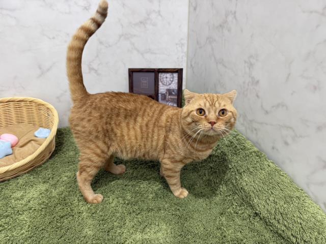 スコティッシュフォールド