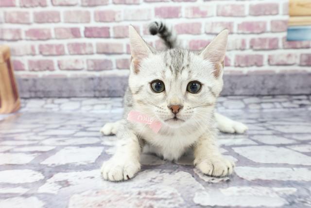 エジプシャンマウの子猫 メス ケーヨーデイツー館林店 ペットショップcoo Riku エジプシャンマウの子猫 メス ケーヨーデイツー館林店 ペットショップcoo Riku