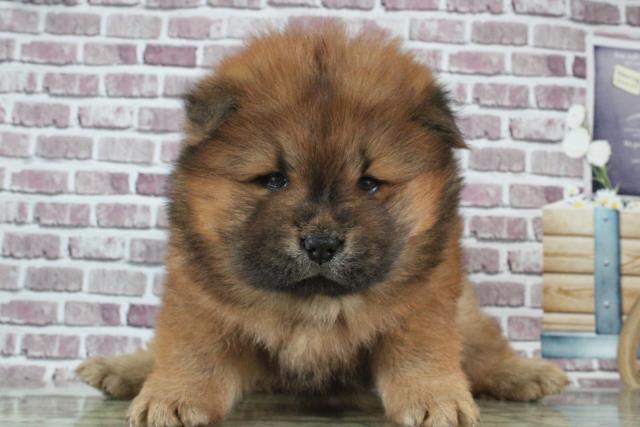 チャウチャウの子犬一覧 ペットショップcoo Riku