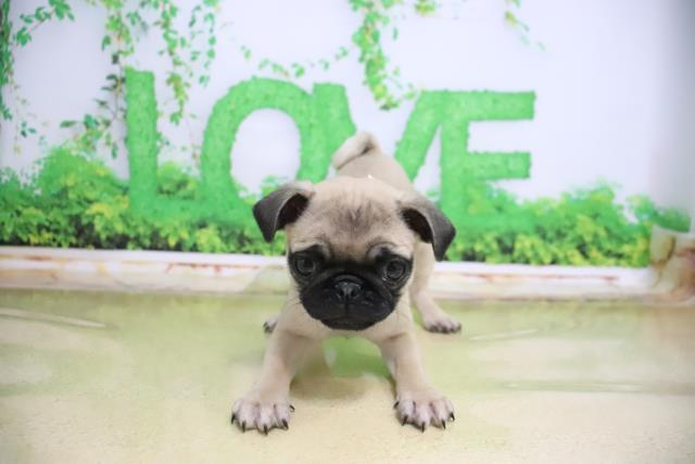 パグの子犬一覧 ペットショップcoo Riku