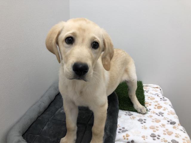 ラブラドール レトリバーの子犬一覧 ペットショップcoo Riku