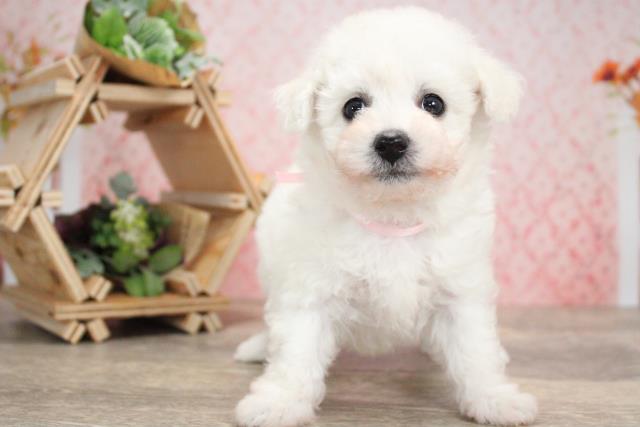 ビション フリーゼの子犬 メス 岐阜店 ペットショップcoo Riku