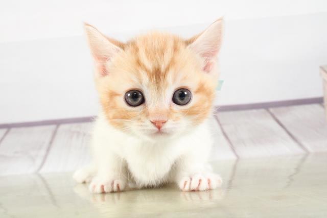 マンチカンの子猫 オス 福生店 ペットショップcoo Riku
