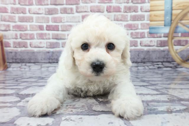 ビション フリーゼの子犬 オス 福井店 ペットショップcoo Riku