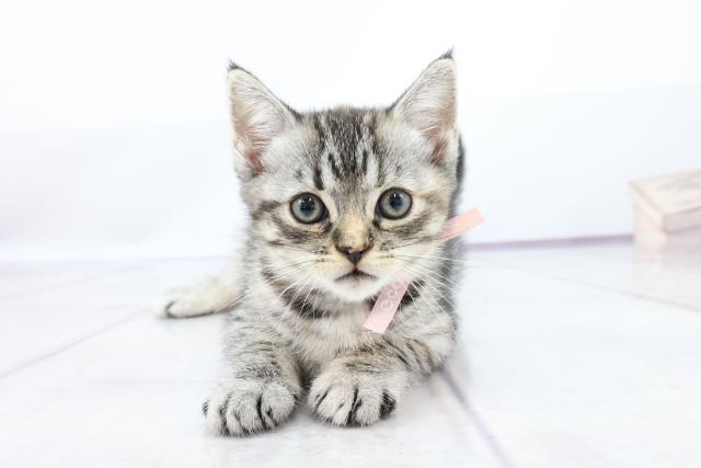 マンチカンの子猫 メス パウ川崎店 ペットショップcoo Riku