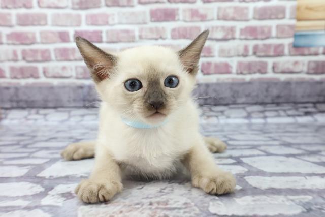 シャムの子猫一覧 ペットショップcoo Riku