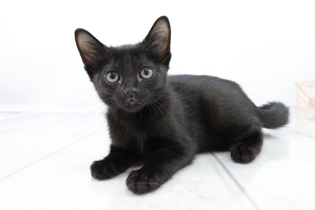 ボンベイの子猫一覧 ペットショップcoo Riku