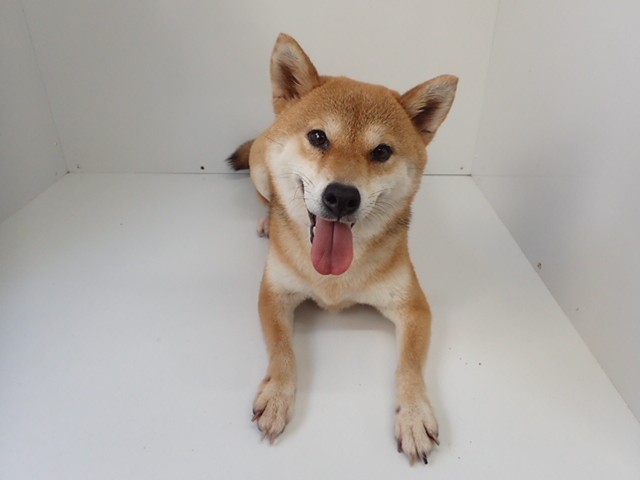 柴犬