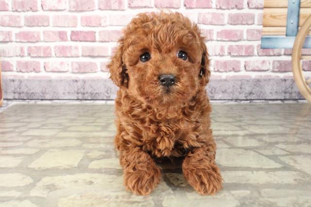 トイ プードルの子犬一覧 ペットショップcoo Riku