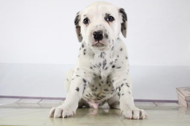 ペットショップcoo Riku ダルメシアン