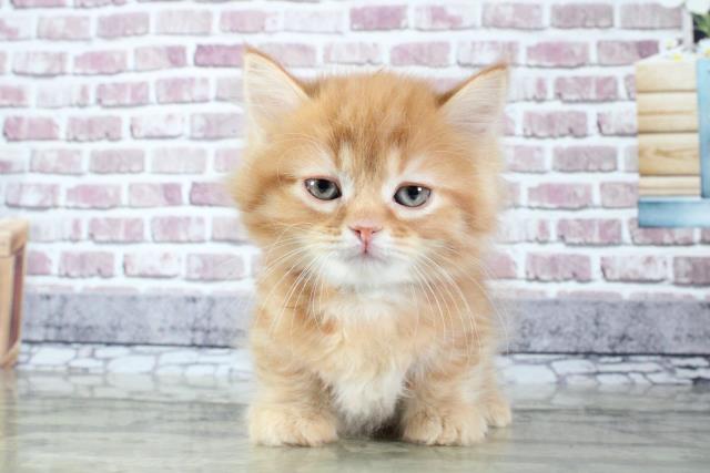 マンチカンの子猫 オス フレスポ住吉店 ペットショップcoo Riku