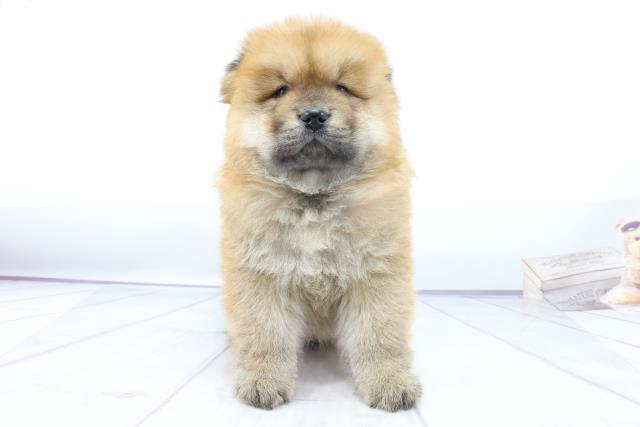 チャウチャウの子犬一覧 ペットショップcoo Riku
