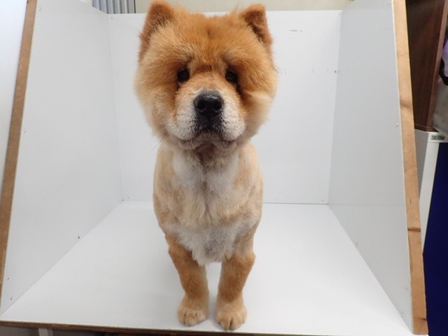 チャウチャウの子犬一覧 ペットショップcoo Riku