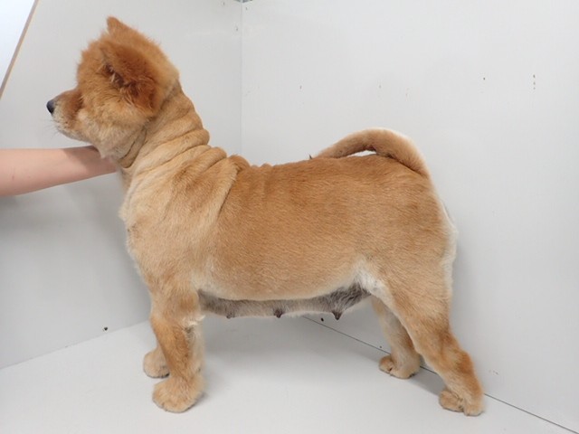 チャウチャウの子犬一覧 ペットショップcoo Riku