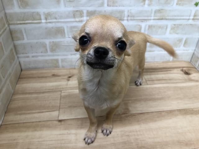 チワワ スムースコート の子犬 メス 宇土シティモール店 ペットショップcoo Riku