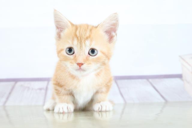 マンチカンの子猫 メス アクロスモール新鎌ケ谷店 ペットショップcoo Riku
