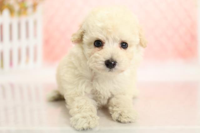 トイ プードルの子犬 メス 宮崎店 ペットショップcoo Riku