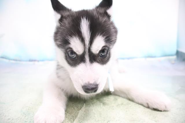 シベリアンハスキーの子犬 オス 下関店 ペットショップcoo Riku