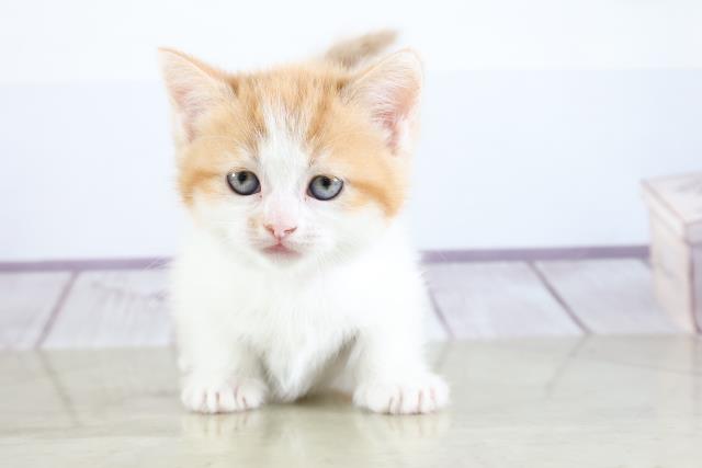 マンチカンの子猫 メス 藤沢店 ペットショップcoo Riku