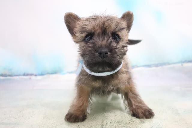 ペットショップcoo Riku ケアーンテリア ペットショップcoo Riku ケアーンテリア