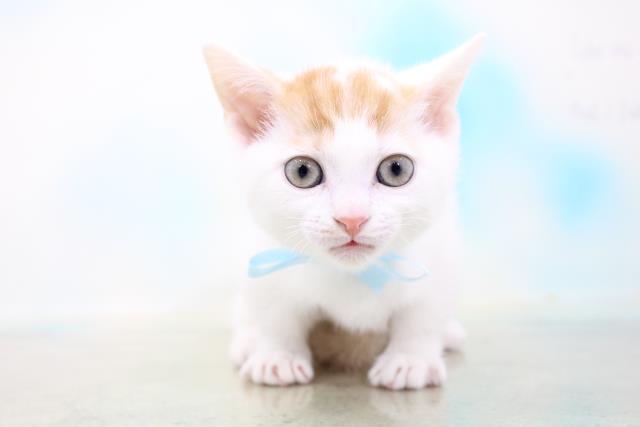 マンチカンの子猫 オス 仙台太白店 ペットショップcoo Riku