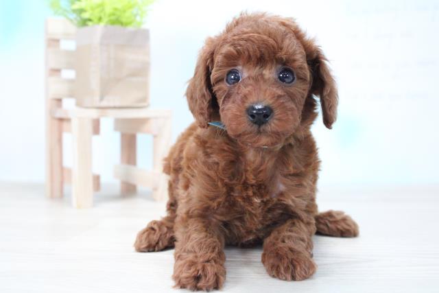 トイ プードルの子犬 オス 大牟田店 ペットショップcoo Riku