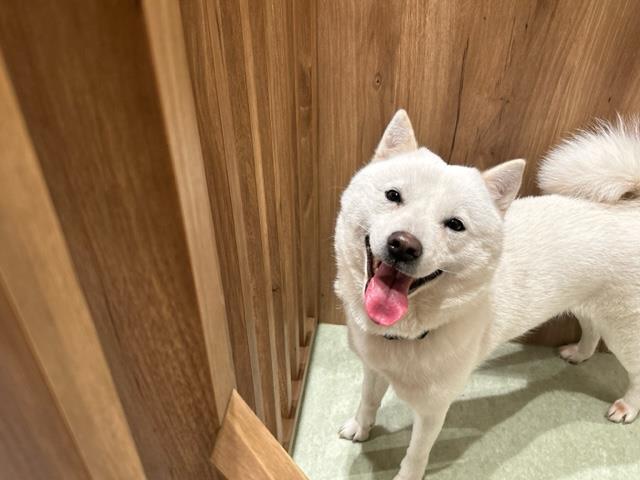 ペットショップcoo Riku 北海道犬