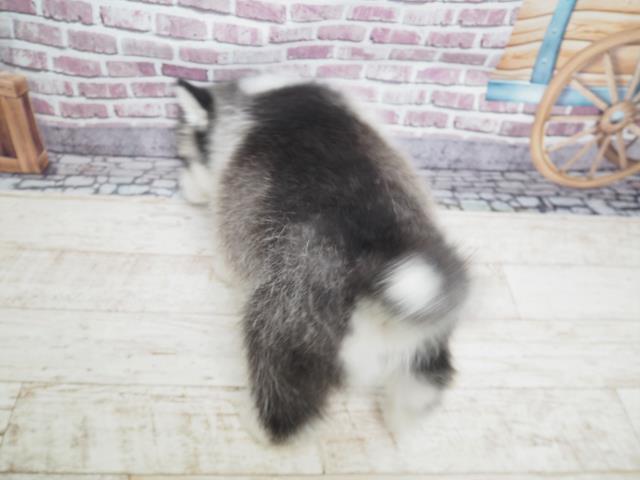 ???????????(?????)???? | ???????Coo&RIKU