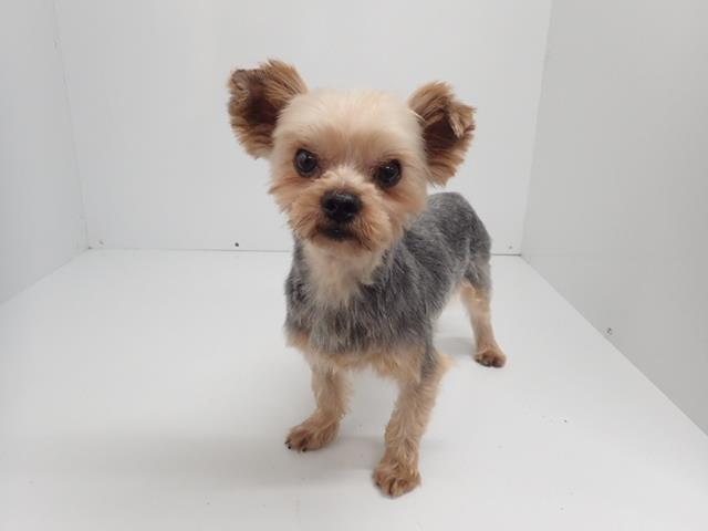 ヨークシャーテリア