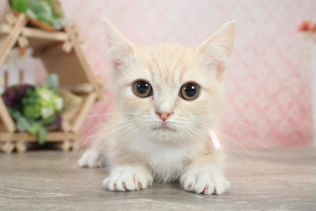 マンチカンの子猫 メス 刈谷店 ペットショップcoo Riku