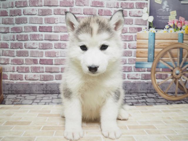 シベリアンハスキーの子犬一覧 ペットショップcoo Riku