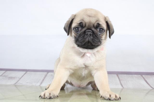 パグ ペットショップcoo Riku