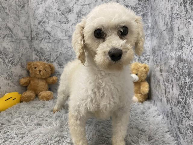 トイ・プードル