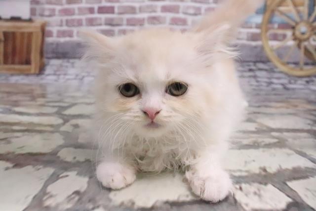 三重県のスコティッシュフォールド (Coo&RIKU津高茶屋店/2022年1月11日生まれ/女の子/クリームタビーホワイト)の子猫