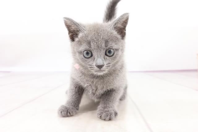 ロシアンブルーの子猫 メス 新宿東口駅前店 ペットショップcoo Riku ロシアンブルーの子猫 メス 新宿東口駅前店 ペットショップcoo Riku