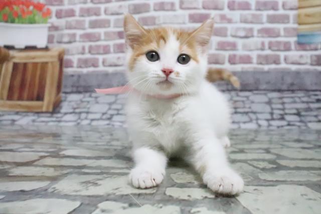 大阪府のスコティッシュフォールド (Coo&RIKU和泉店/2022年1月19日生まれ/女の子/レッドタビーホワイト)の子猫