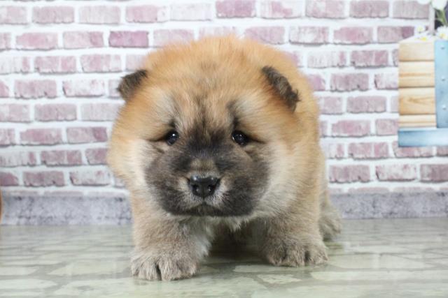 チャウチャウの子犬一覧 ペットショップcoo Riku