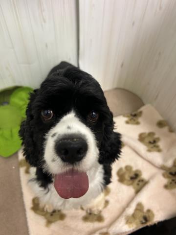 アメリカン コッカースパニエルの子犬 メス 伊丹店 ペットショップcoo Riku