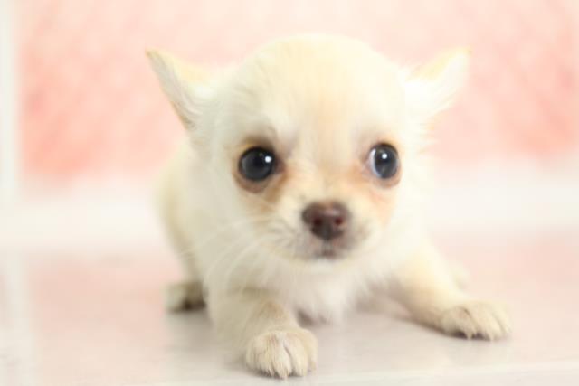 ペットショップcoo Riku イングリッシュ ポインター