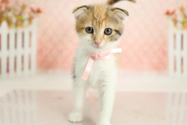 福岡県のスコティッシュフォールド (Coo&RIKU小倉店/2022年1月24日生まれ/女の子/ダイリュートキャリコ)の子猫