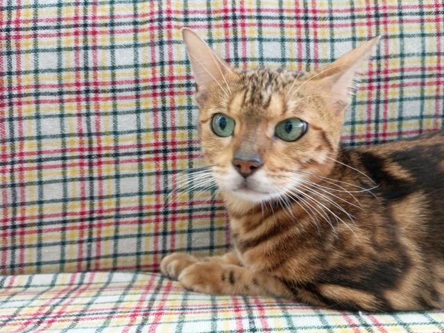 ベンガル