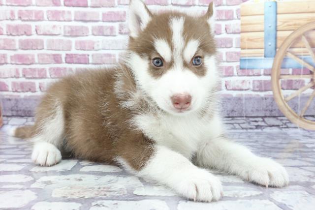 シベリアンハスキーの子犬 オス 愛媛松山店 ペットショップcoo Riku