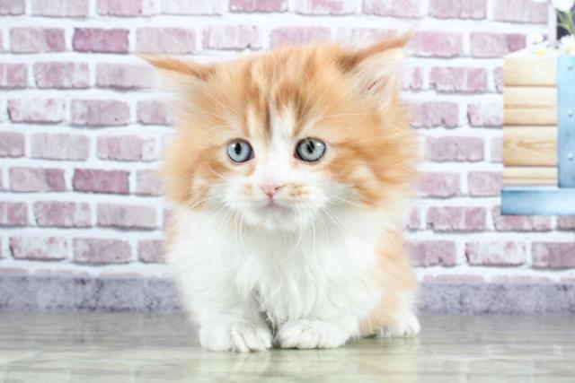 東京都のマンチカン (Coo&RIKU中野サンモール店/2022年2月1日生まれ/女の子/レッドタビーホワイト)の子猫