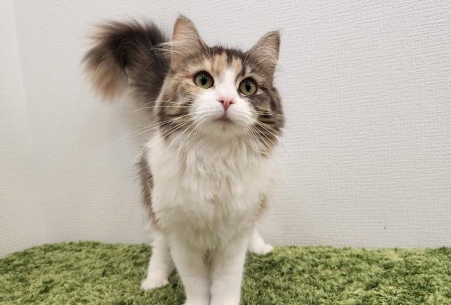 ノルウェージャン・フォレストキャット