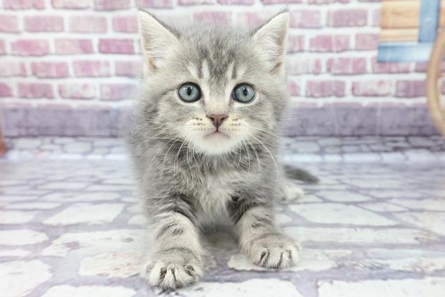 春日部店のご案内 春日部市備後東 ペットショップcoo Riku