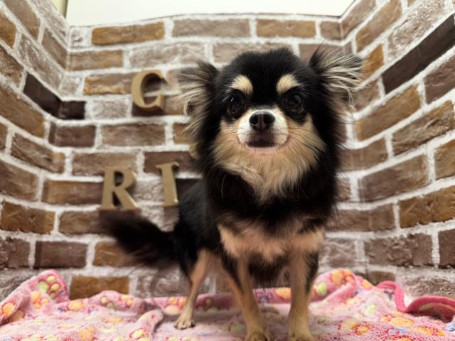 チワワ(ロングコート)