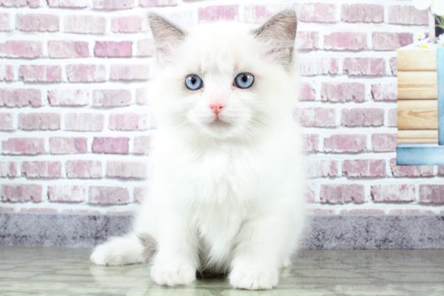 春日部店のご案内 春日部市備後東 ペットショップcoo Riku