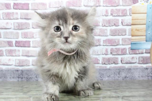 春日部店のご案内 春日部市備後東 ペットショップcoo Riku