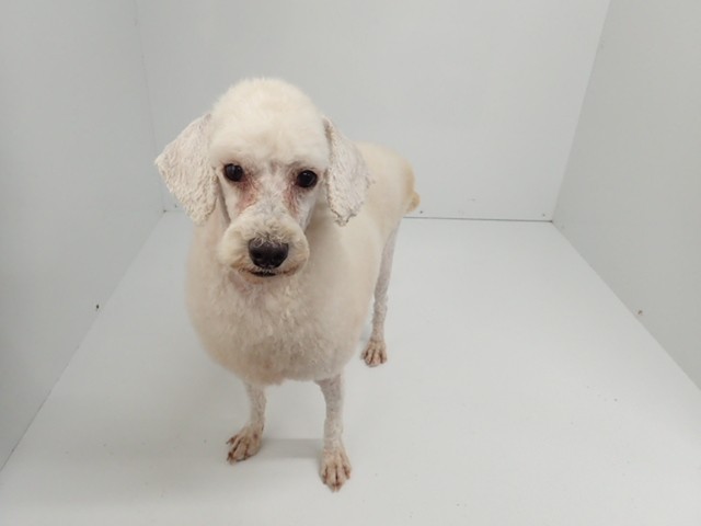 トイ・プードル